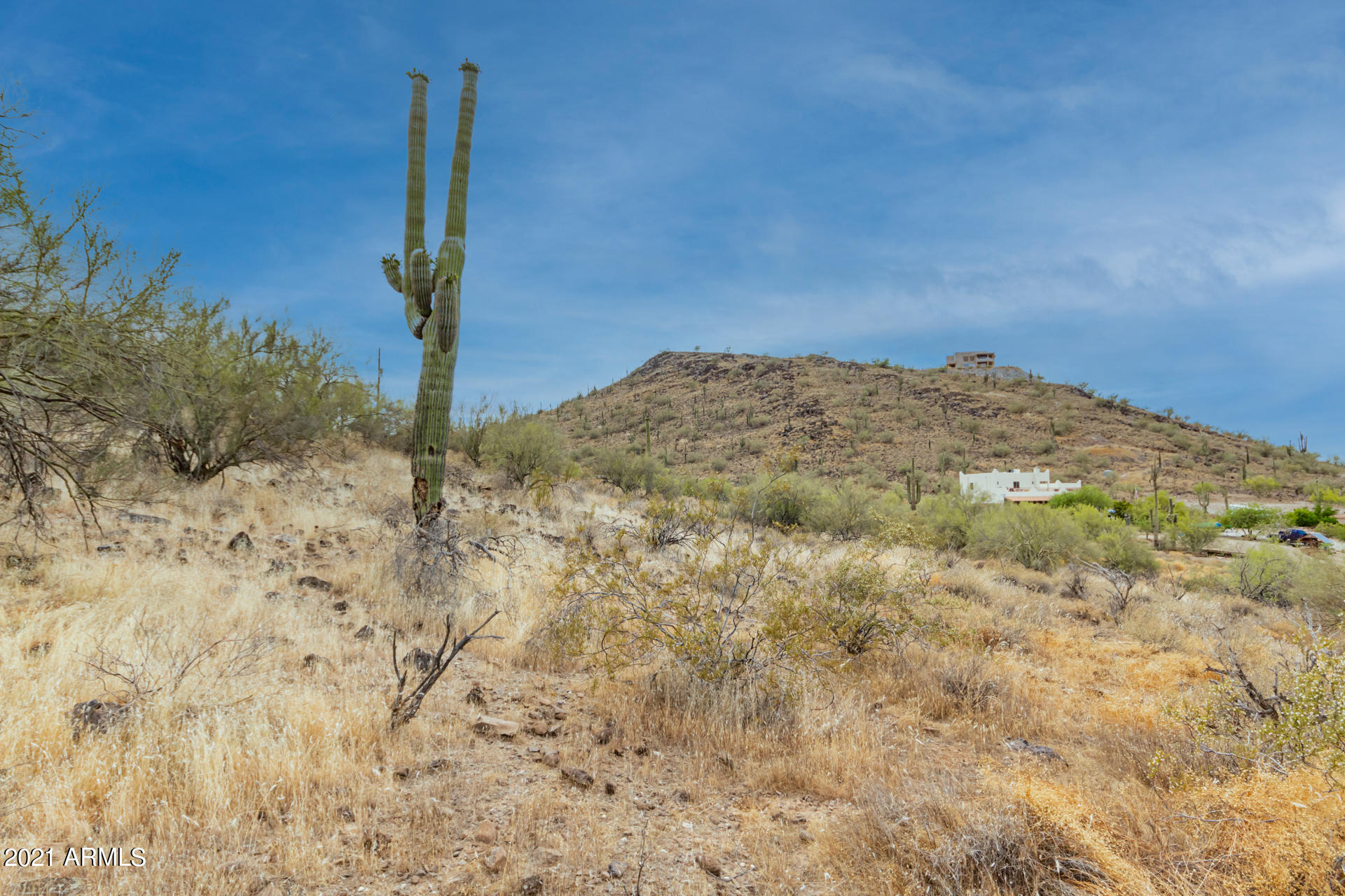 Beautiful Saguaroes