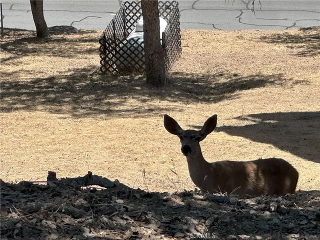 a view of outdoor space and a yard