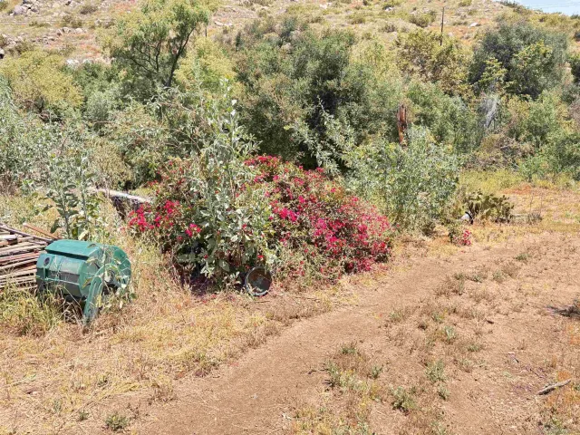 a view of a yard with plants and flowers