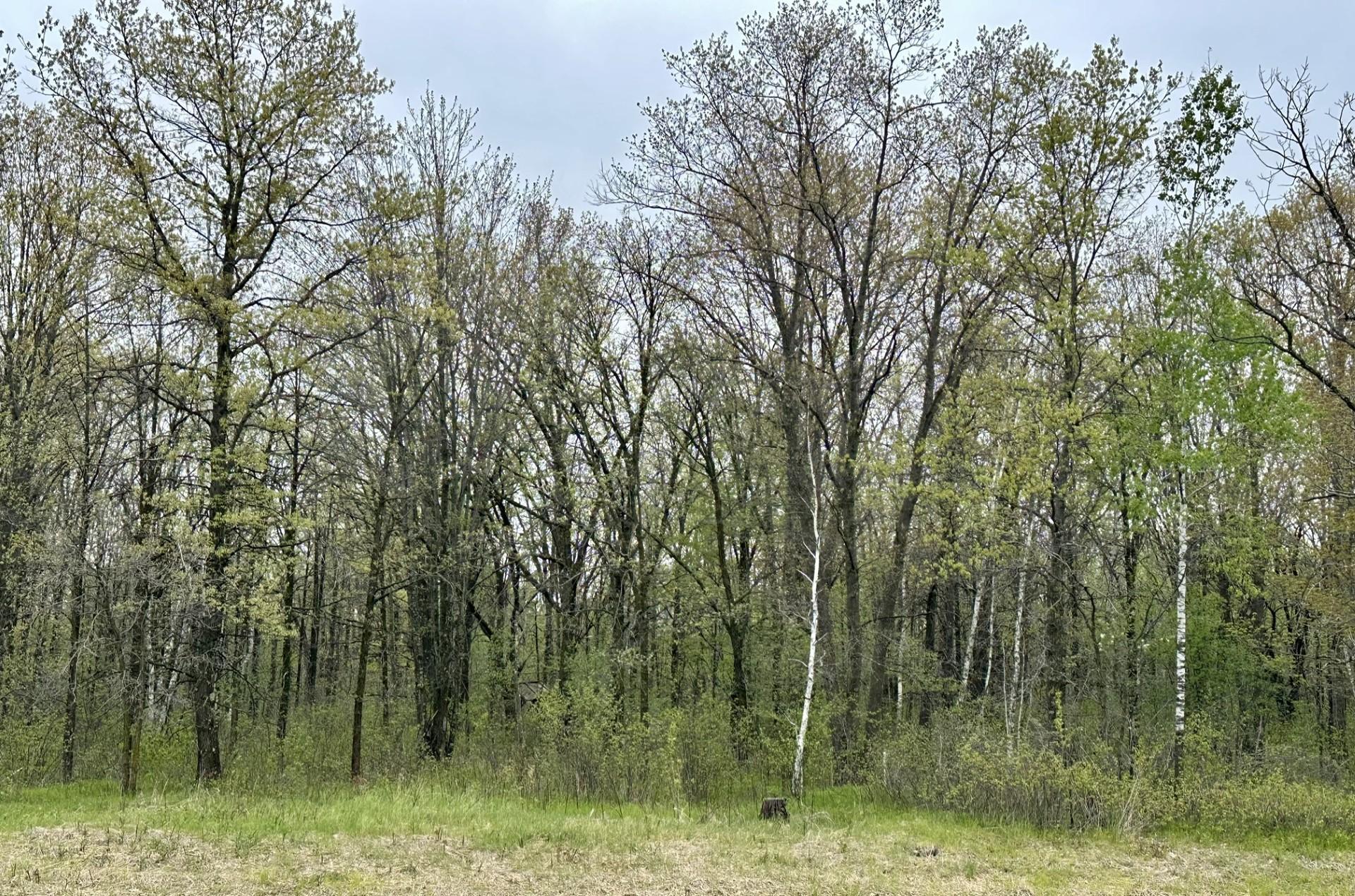 Tbd Jewel Road Fort Ripley, MN 56449 - Photo 1 of 8