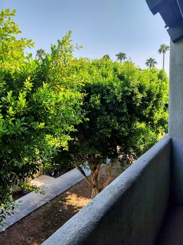 a view of a garden with plants