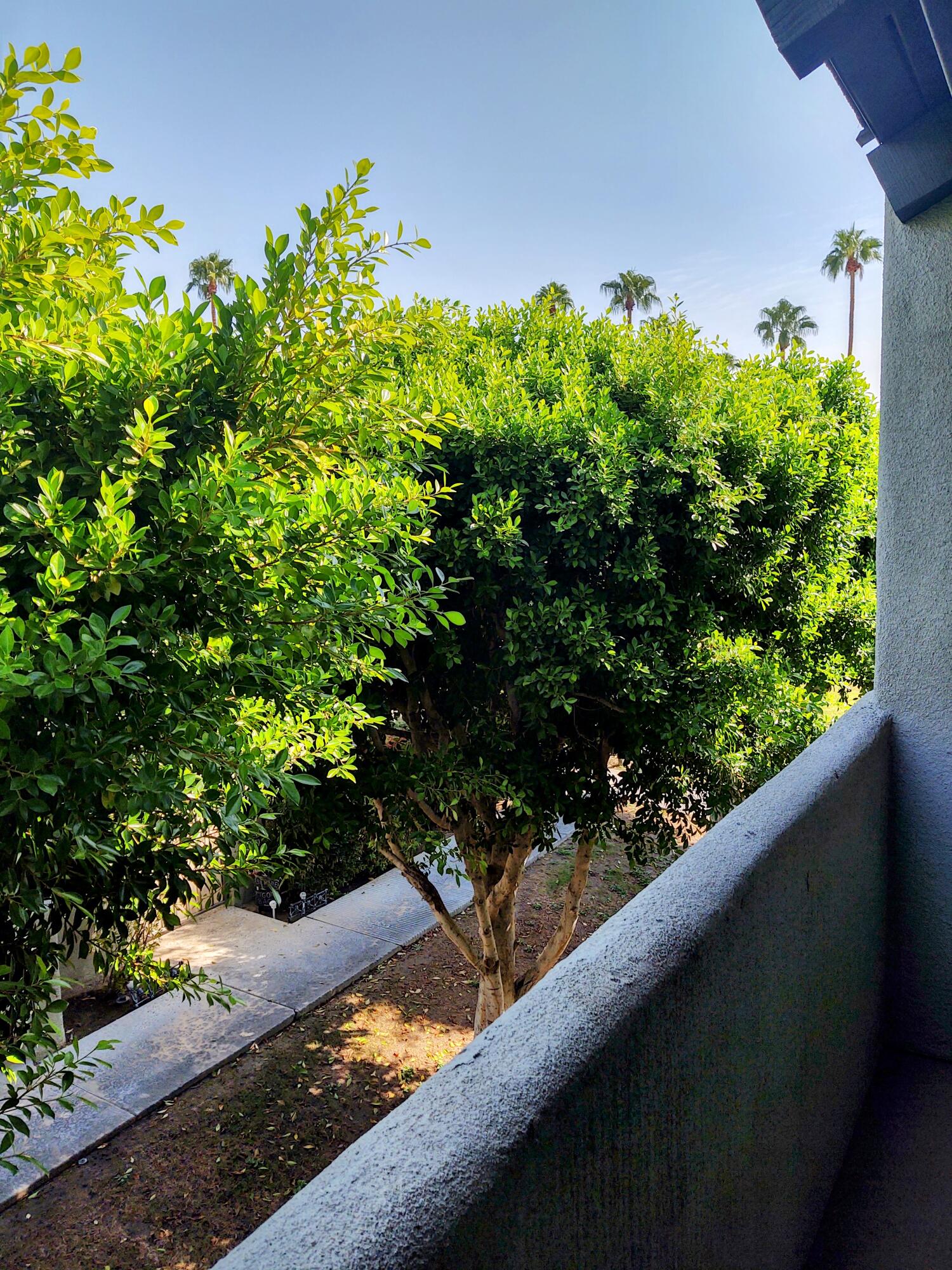 1100 East Amado Road, Unit 13B2 Palm Springs, CA 92262 - Photo 14 of 20 a view of a garden with plants