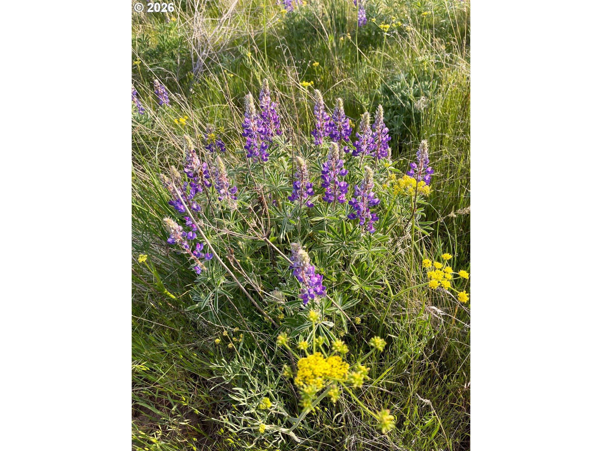 44 Wildhorse Ranch Road Goldendale, WA 98620 - Photo 17 of 42