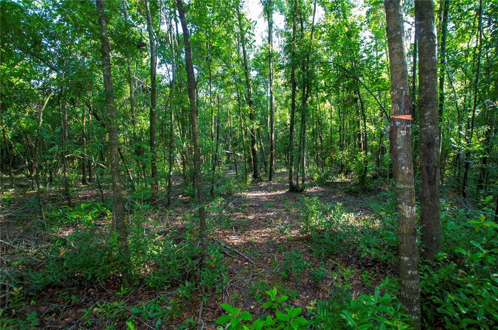 18233 185th Road Live Oak, FL 32060 - Photo 77 of 99 a view of outdoor space and green space