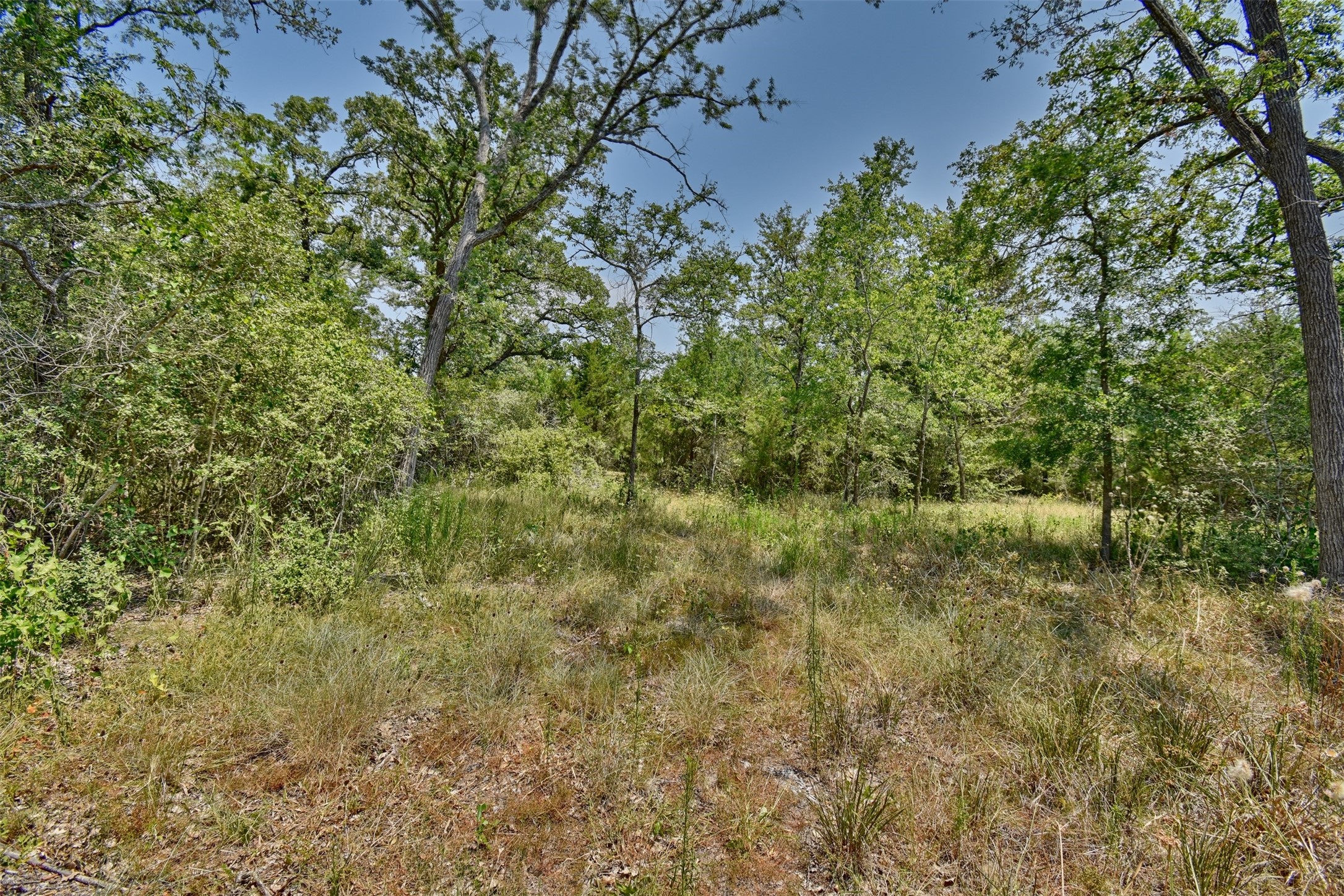 0 Fm 60 Somerville, TX 77879 - Photo 11 of 22 a view of a yard with a tree