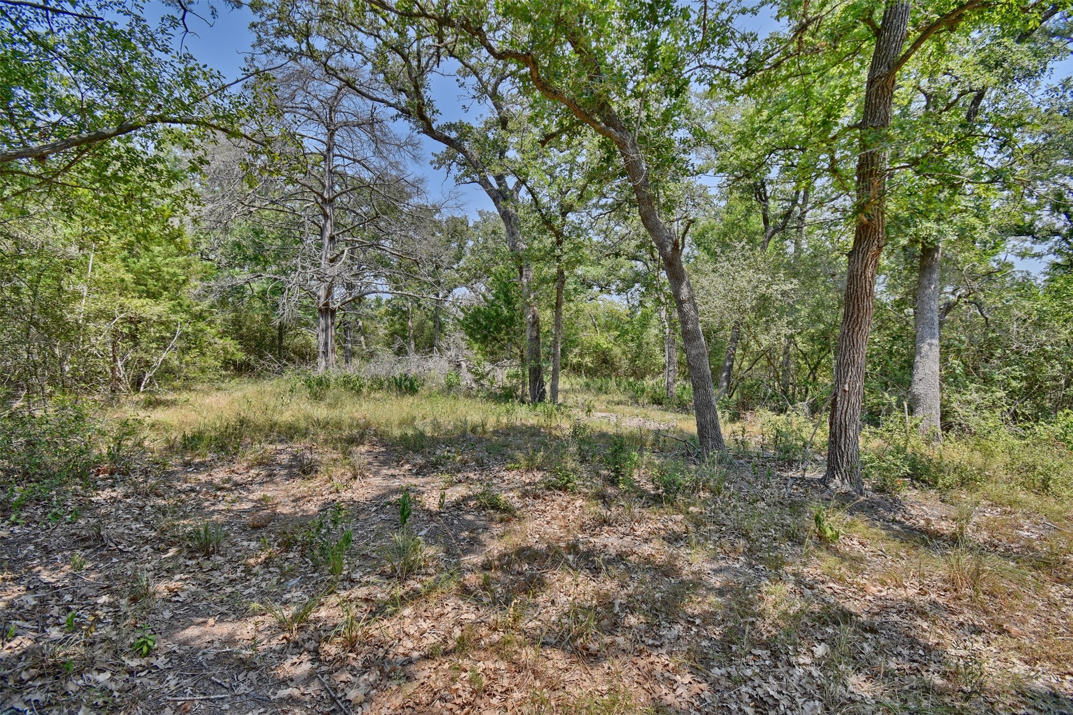 0 Fm 60 Somerville, TX 77879 - Photo 12 of 22 a view of a forest with trees in the background