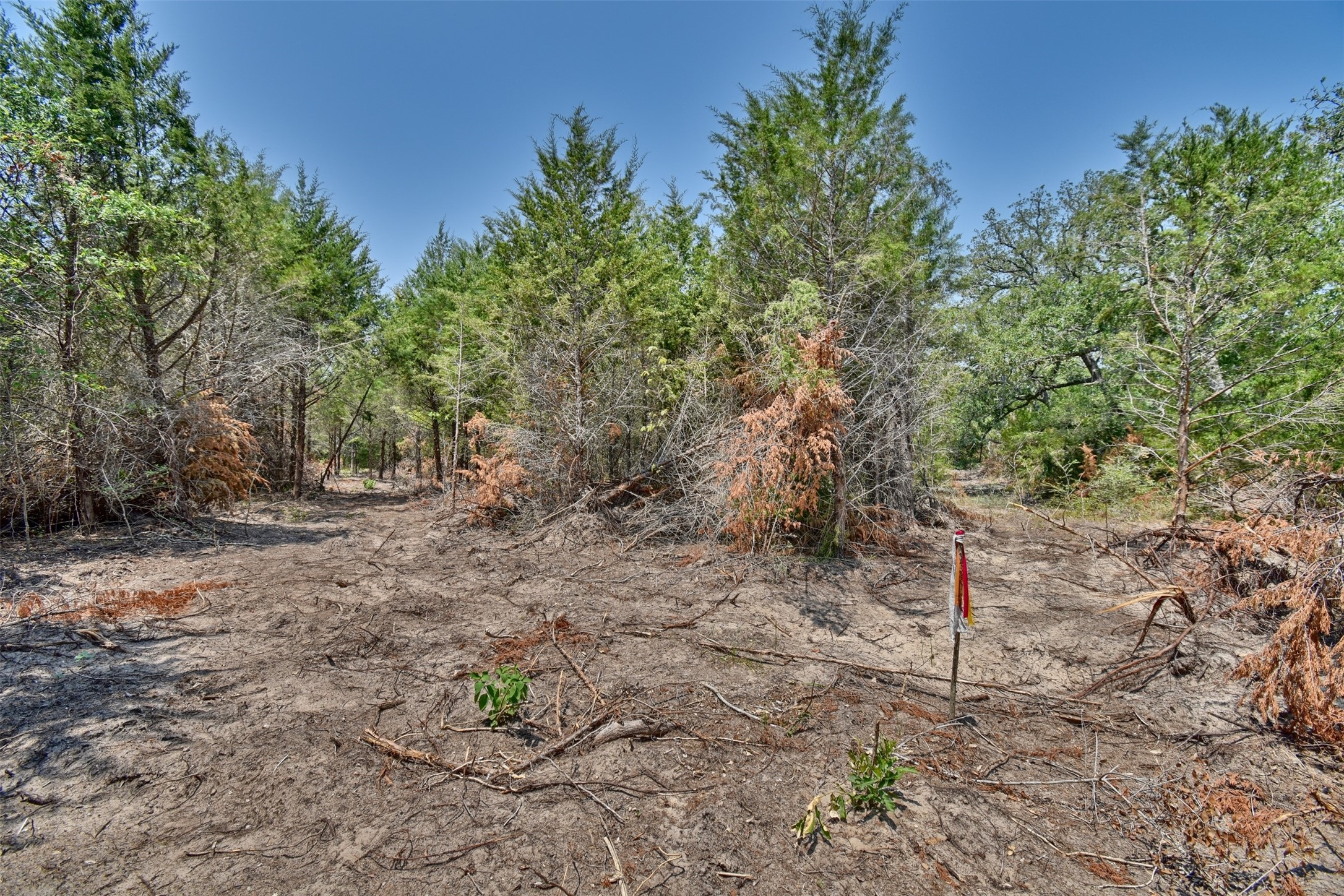 0 Fm 60 Somerville, TX 77879 - Photo 13 of 22 a backyard of a house with lots of green space