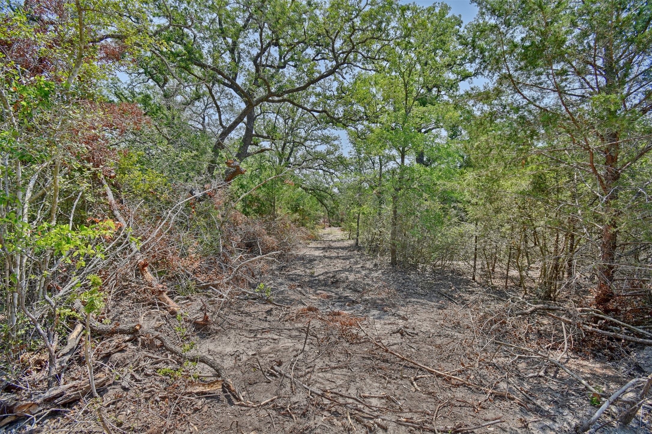 0 Fm 60 Somerville, TX 77879 - Photo 15 of 22 a view of a forest with trees in the background