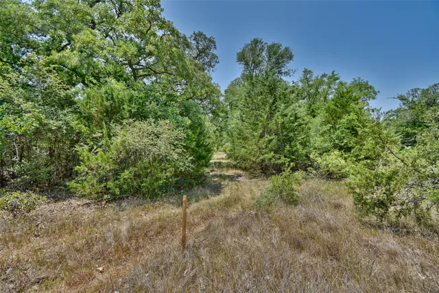 a view of a forest with plants and a bench