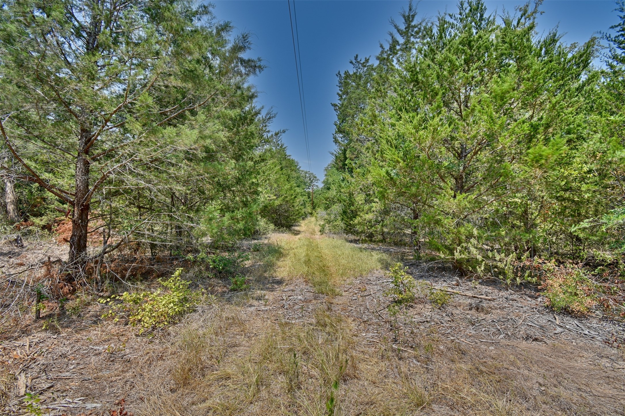 0 Fm 60 Somerville, TX 77879 - Photo 17 of 22 a view of a forest with a tree