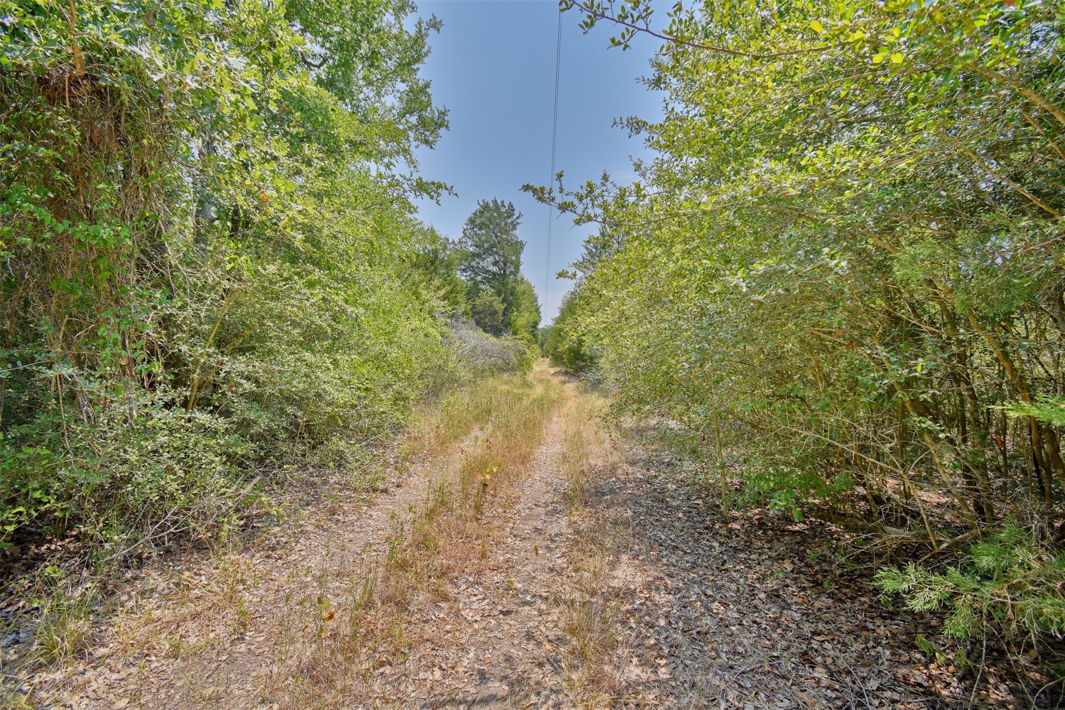 0 Fm 60 Somerville, TX 77879 - Photo 18 of 22 a view of a yard with plants and large trees