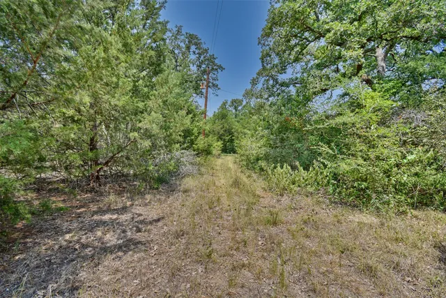 a view of a yard with a plant