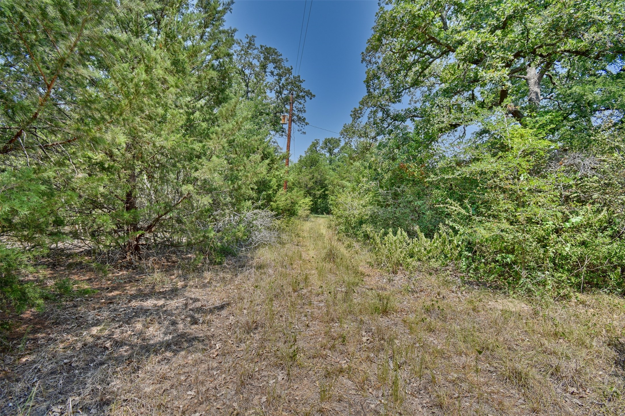 0 Fm 60 Somerville, TX 77879 - Photo 19 of 22 a view of a yard with a plant