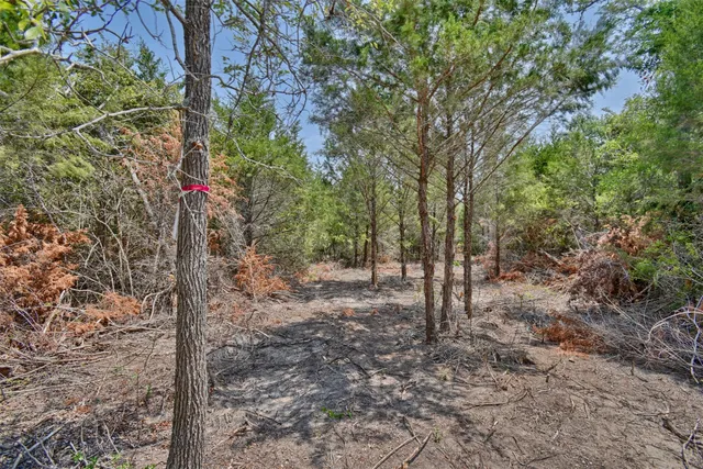 a view of a forest with trees