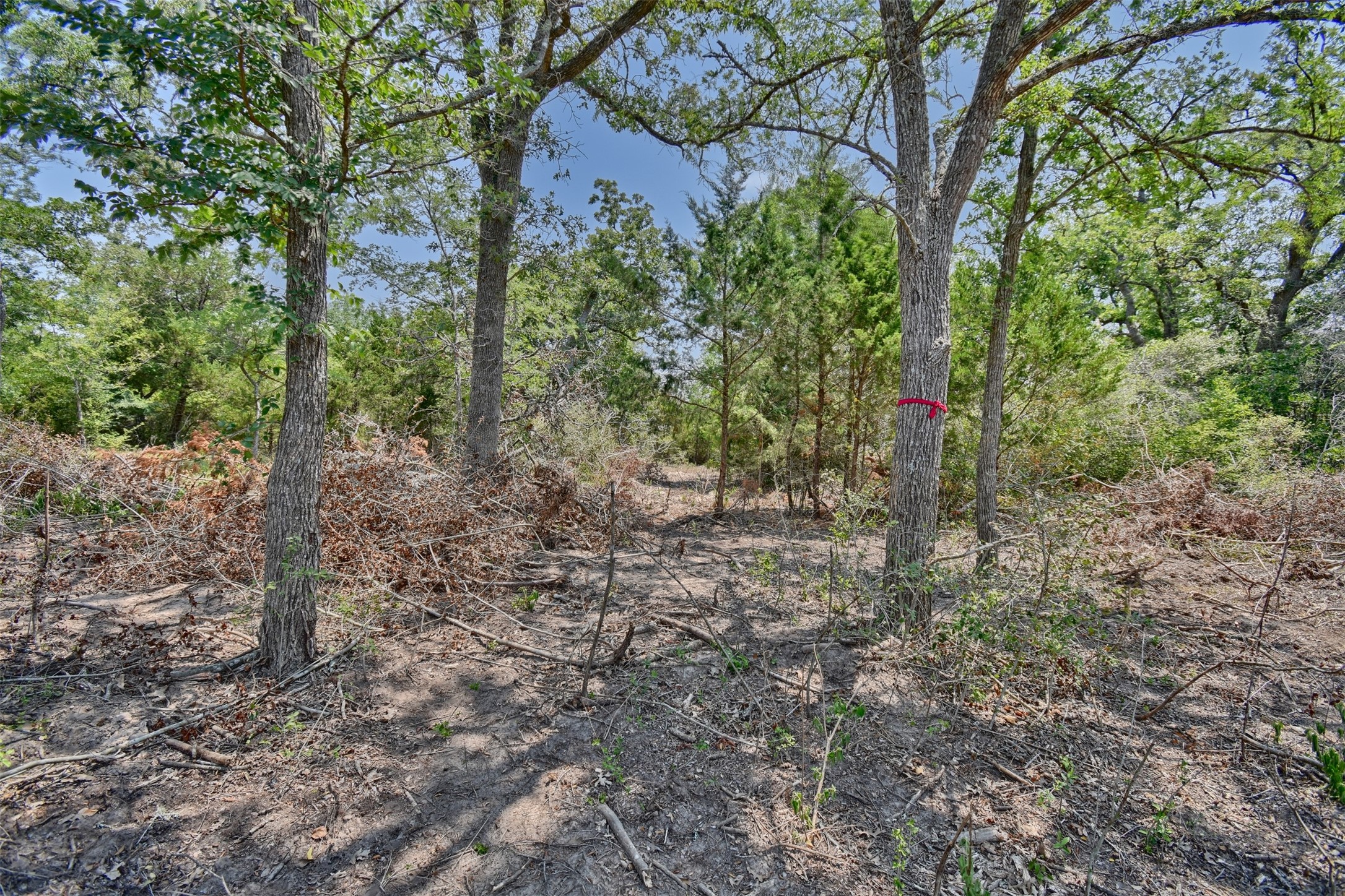 0 Fm 60 Somerville, TX 77879 - Photo 21 of 22 a view of a yard with plants and trees