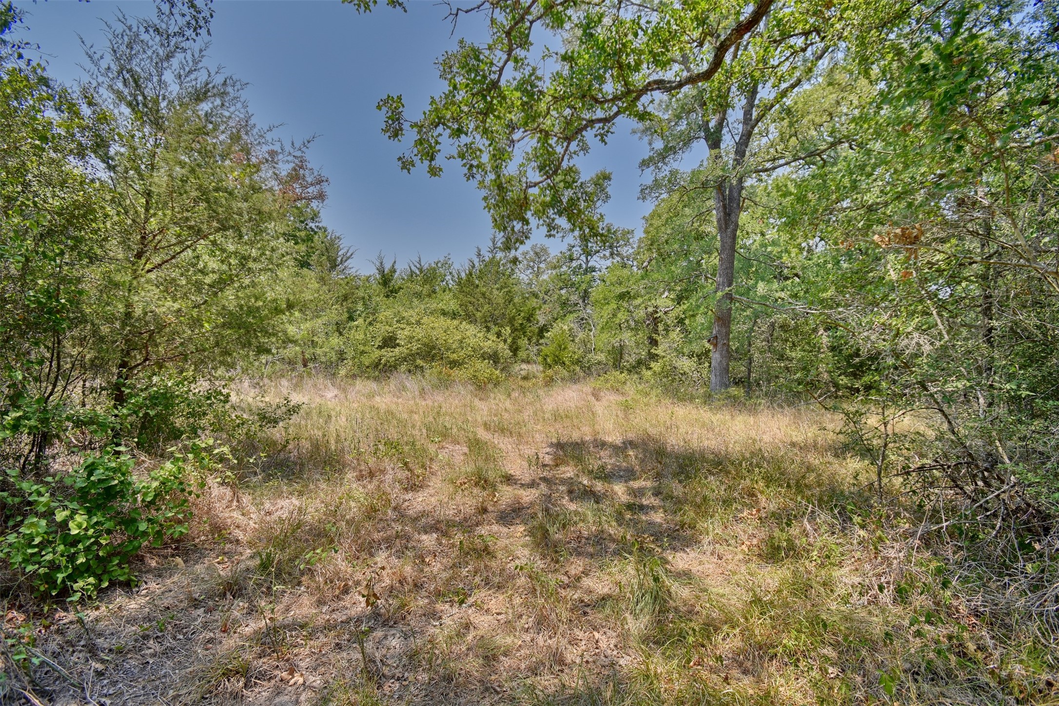 0 Fm 60 Somerville, TX 77879 - Photo 6 of 22 a view of a yard with a tree