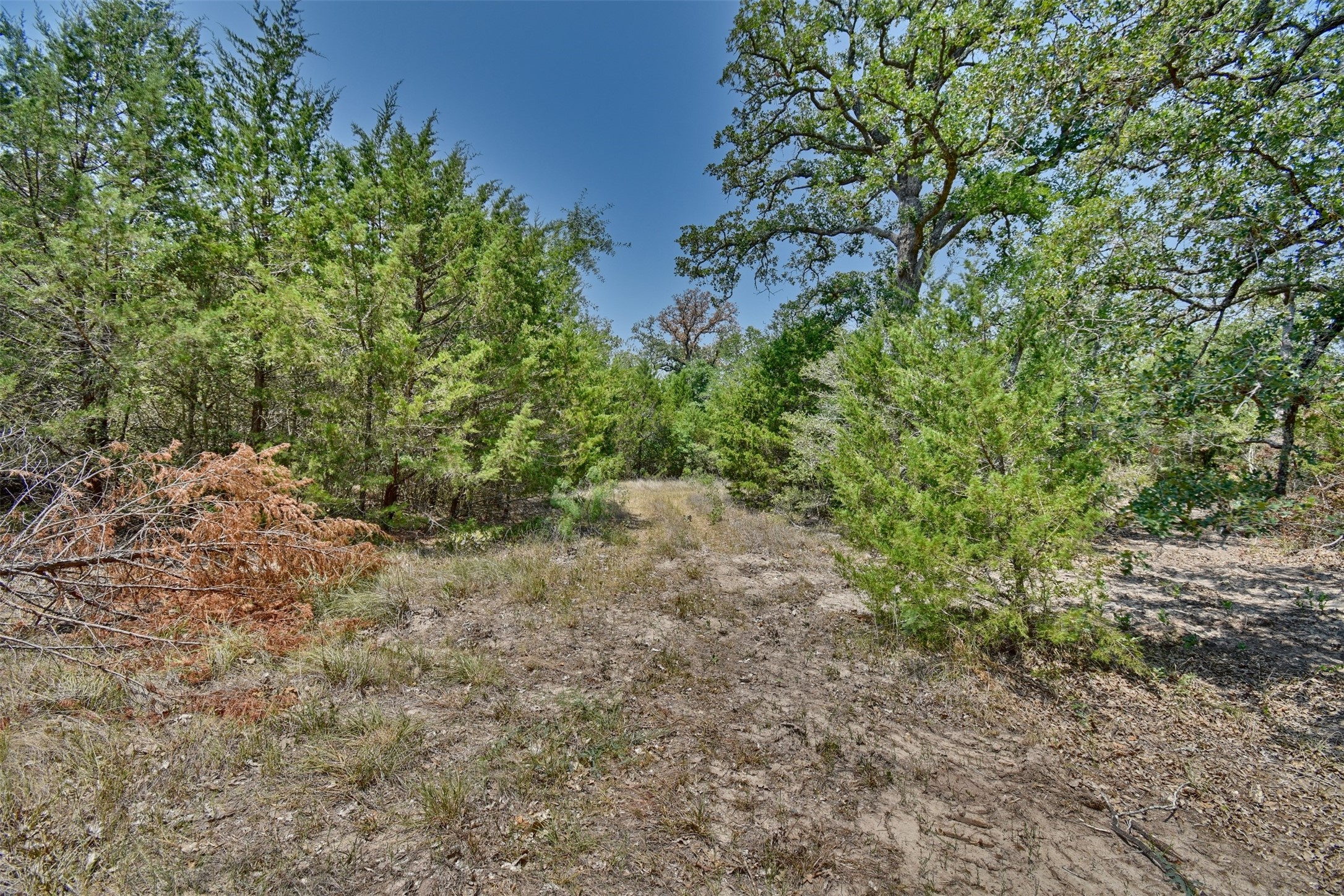 0 Fm 60 Somerville, TX 77879 - Photo 7 of 22 a view of a yard with a tree
