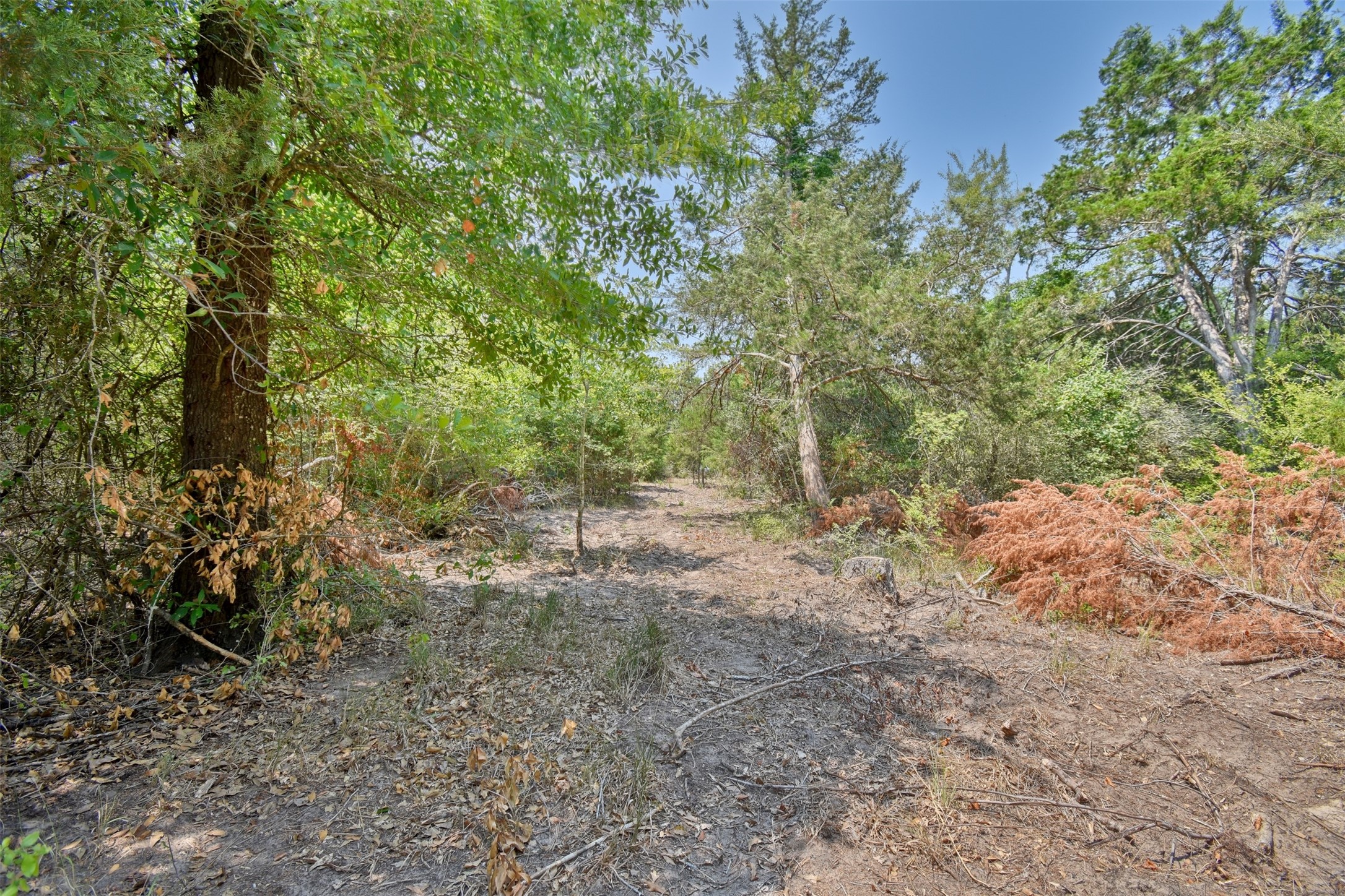 0 Fm 60 Somerville, TX 77879 - Photo 8 of 22 a view of a forest with trees in the background
