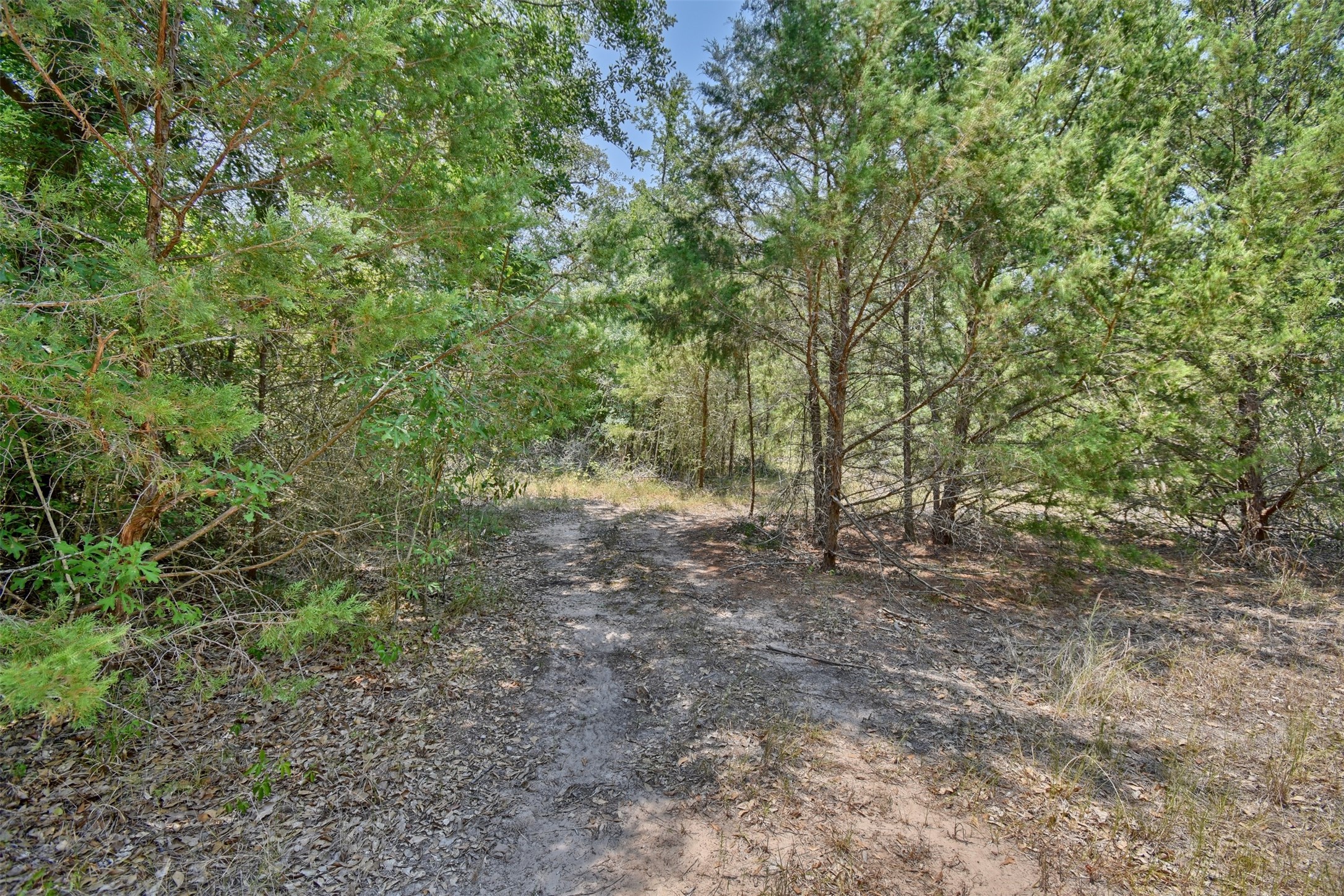 0 Fm 60 Somerville, TX 77879 - Photo 9 of 22 a view of a forest with trees in the background