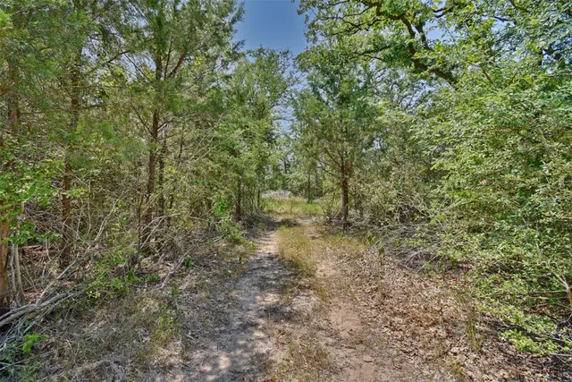 a view of a forest with a tree