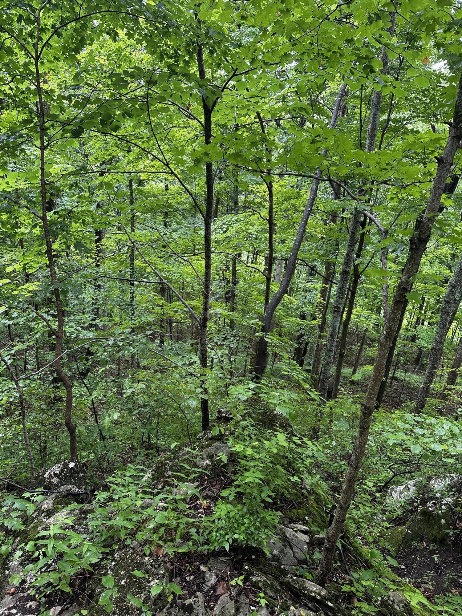 2041 Cat Creek Road Stanton, KY 40380 - Photo 17 of 23 IMG_2571