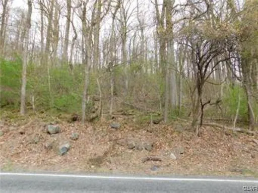 a view of a yard with lots of trees