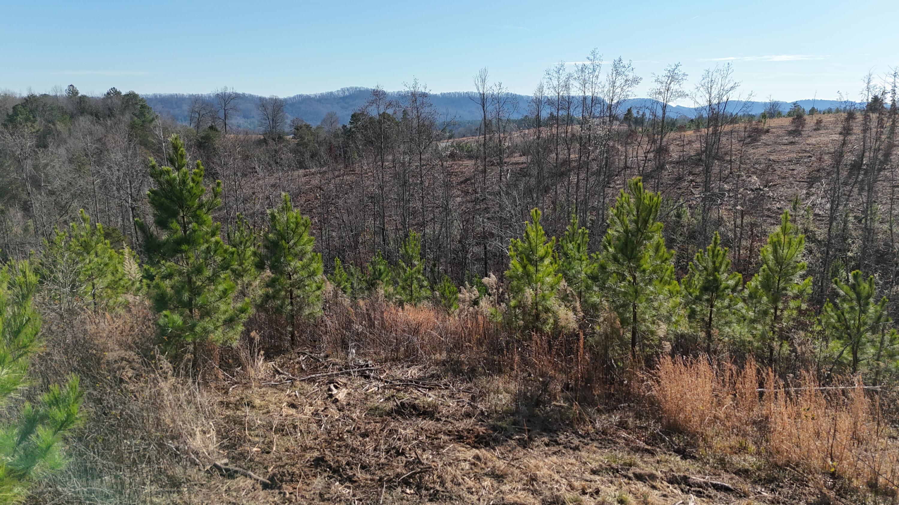 0 Big Sewee Road Decatur, TN 37322 - Photo 16 of 23 DJI_20251212132602_0124_D