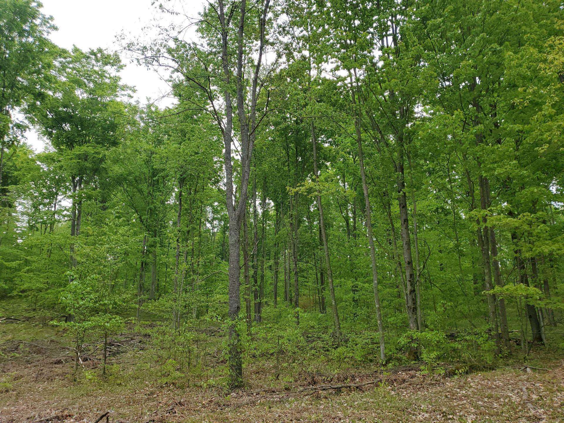 0 Litzen Road Copemish, MI 49625 - Photo 20 of 25 1911453-20.JPG