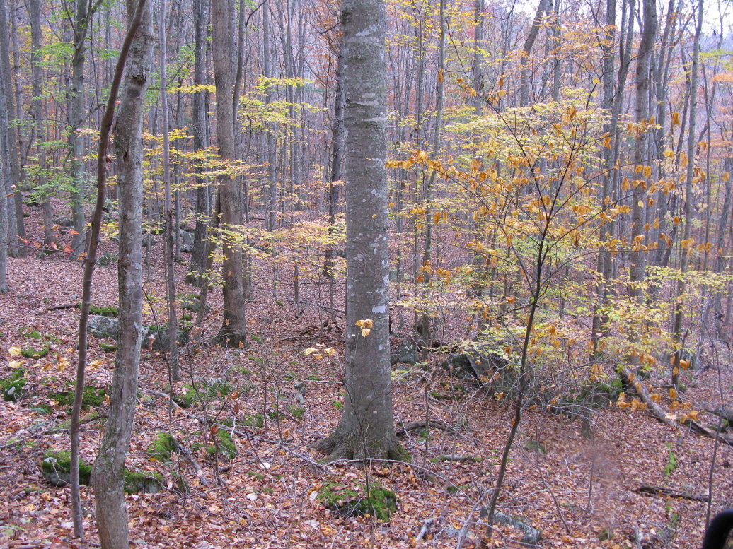 Bluestone River Road Jumping Branch, WV 25969 - Photo 12 of 14 Gallery Image 12