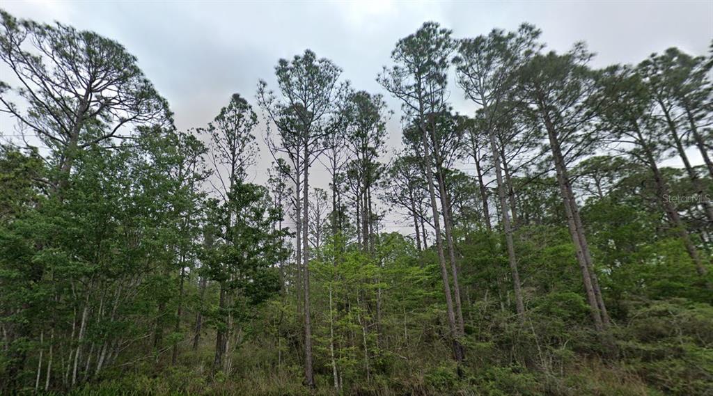 10600 Pearson Road Milton, FL 32583 - Photo 2 of 11 a view of a forest with a tree