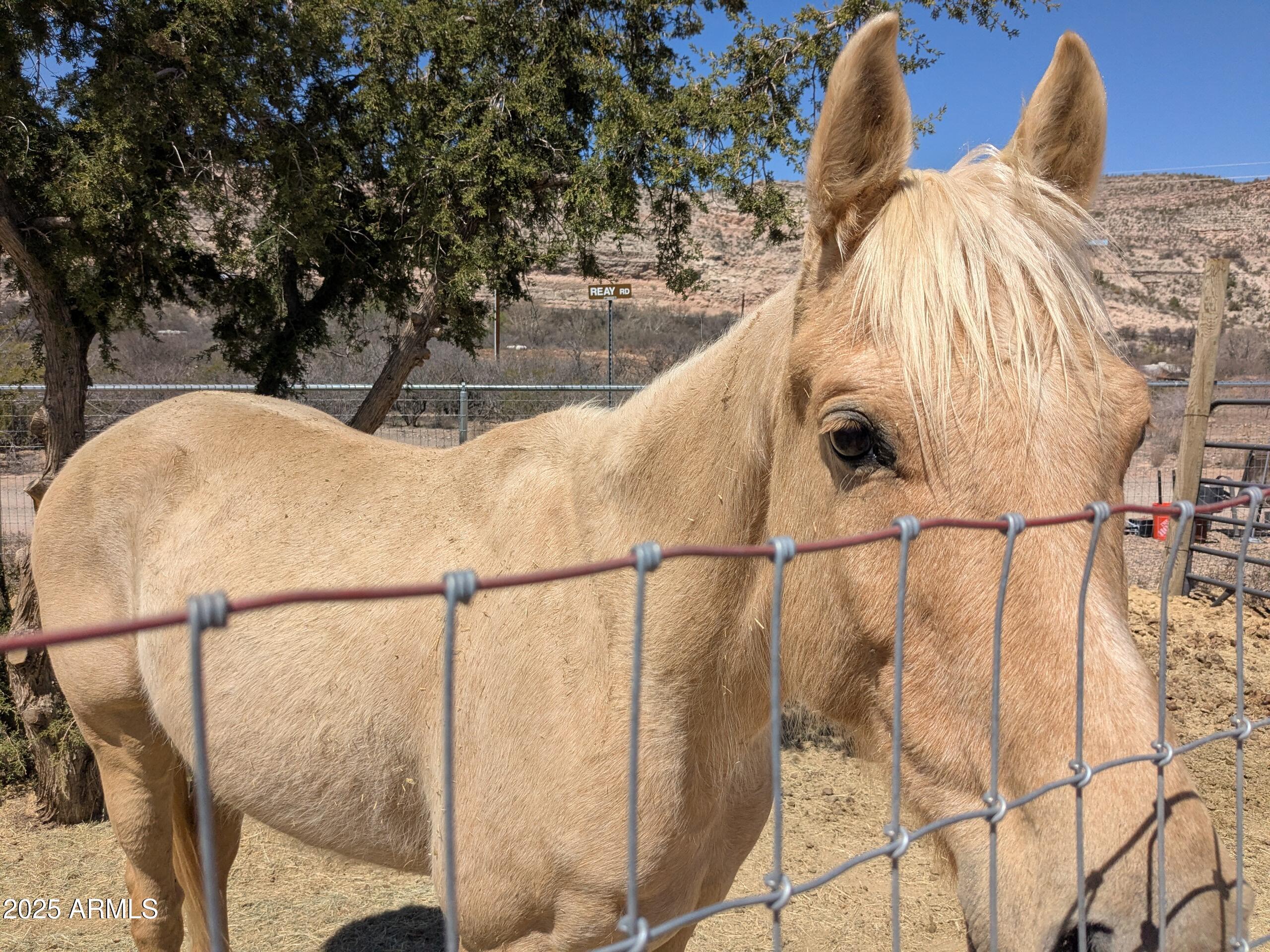 1275 Reay Road Rimrock, AZ 86335 - Photo 4 of 33 Horse 3