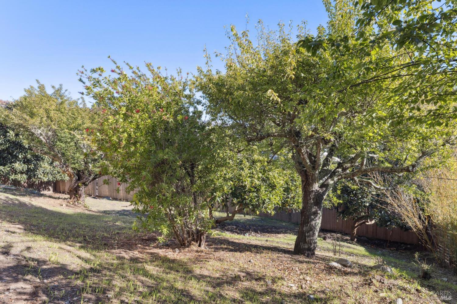 16 Dutton Court Sausalito, CA 94965 - Photo 37 of 42 a view of a tree in a yard