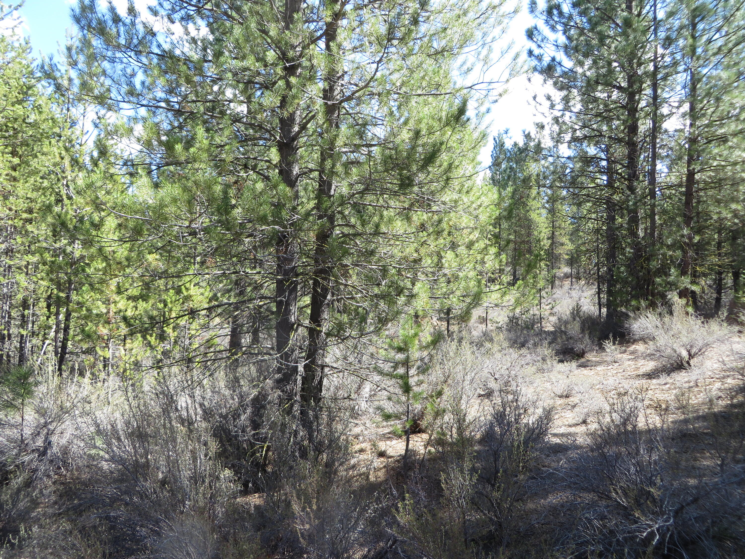 B13-l2 Kamkaun Street, Unit 2 Chiloquin, OR 97624 - Photo 1 of 5 Trees for Privacy