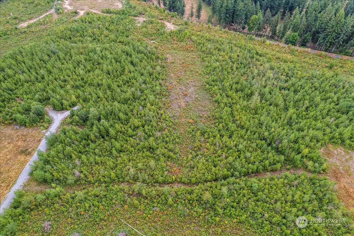 9250 Heady Road Sumas, WA 98295 - Photo 2 of 7 a view of a lush green forest with large trees