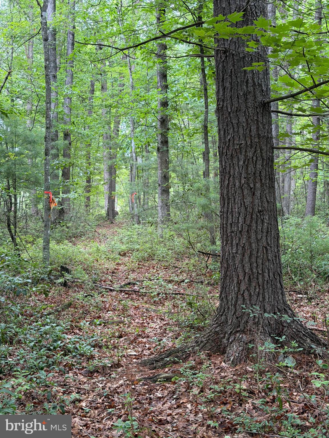 Lot 8-2ac Lot 8-2ac Grizzly Road Mathias, WV 26812 - Photo 16 of 18