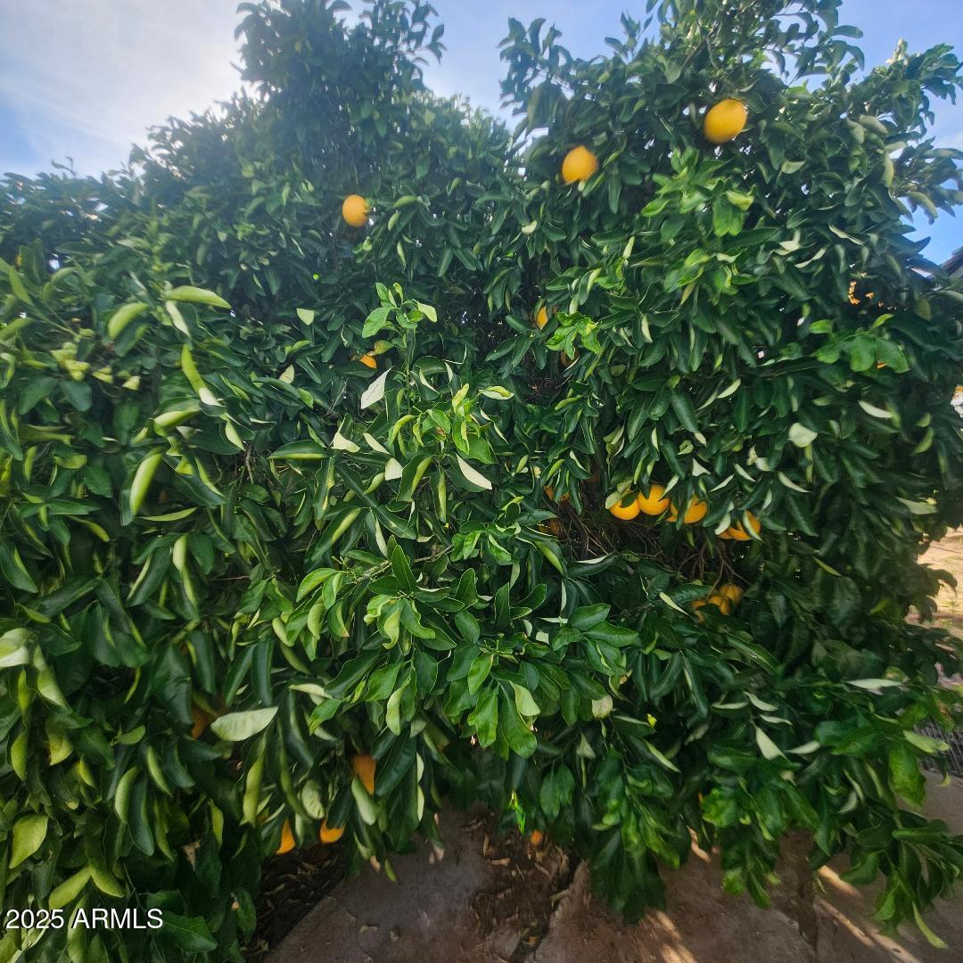 22855 Sunset Lane Congress, AZ 85332 - Photo 37 of 39 a view of a tree in a garden