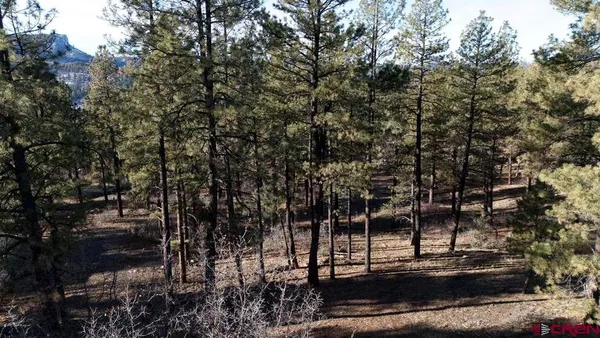 a view of a water fountain in middle of the forest