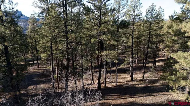 a view of a water fountain in middle of the forest