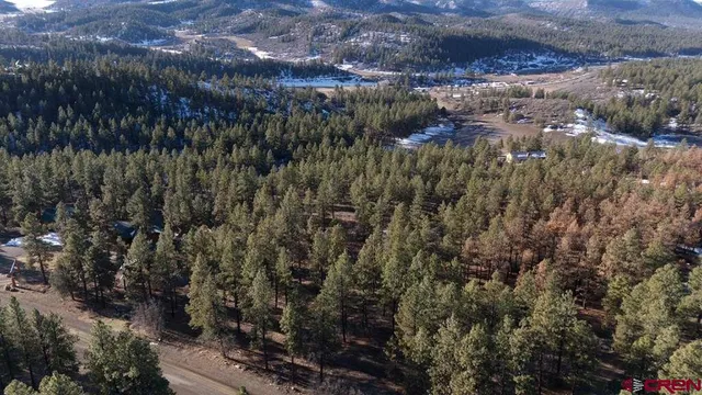 a view of a forest with a tree