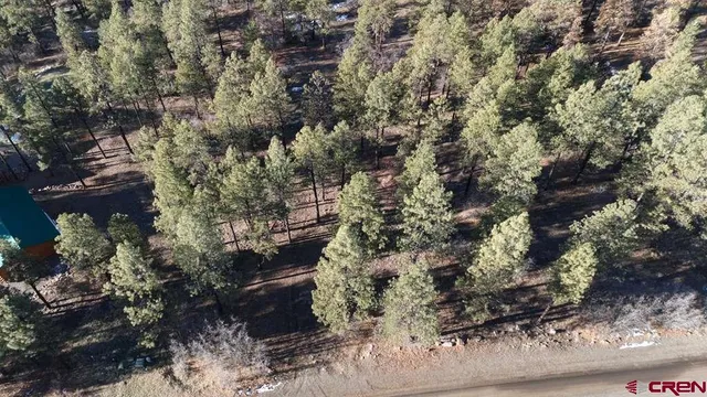 a view of a tree in a yard