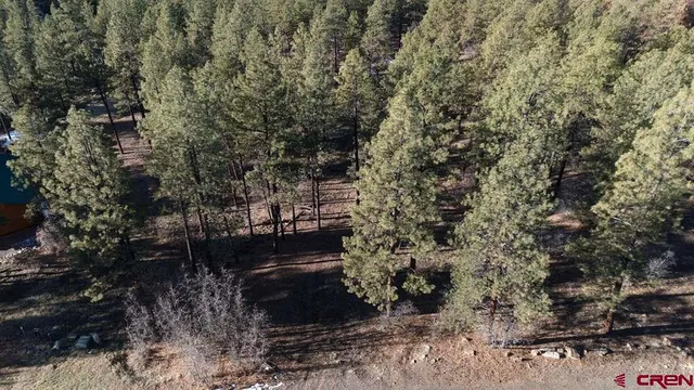 a view of a yard with plants and trees