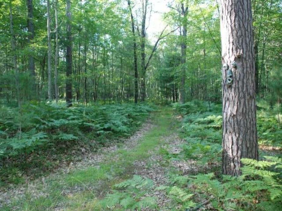 40-acres Sugar River Road Gladwin, MI 48624 - Photo 6 of 33
