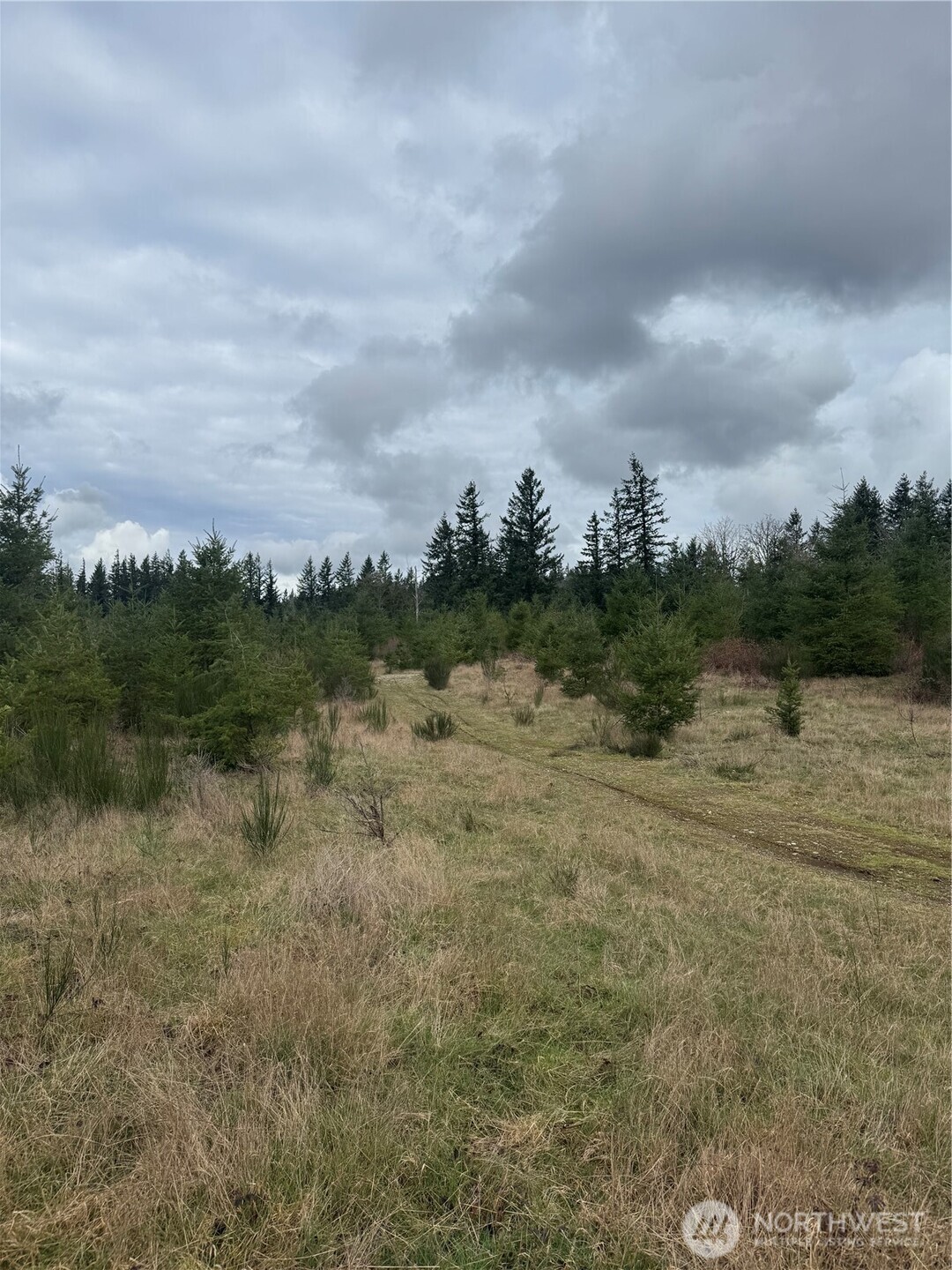 31101 Retreat-Kanaskat Road Ravensdale, WA 98051 - Photo 4 of 8 a view of a dry yard with trees
