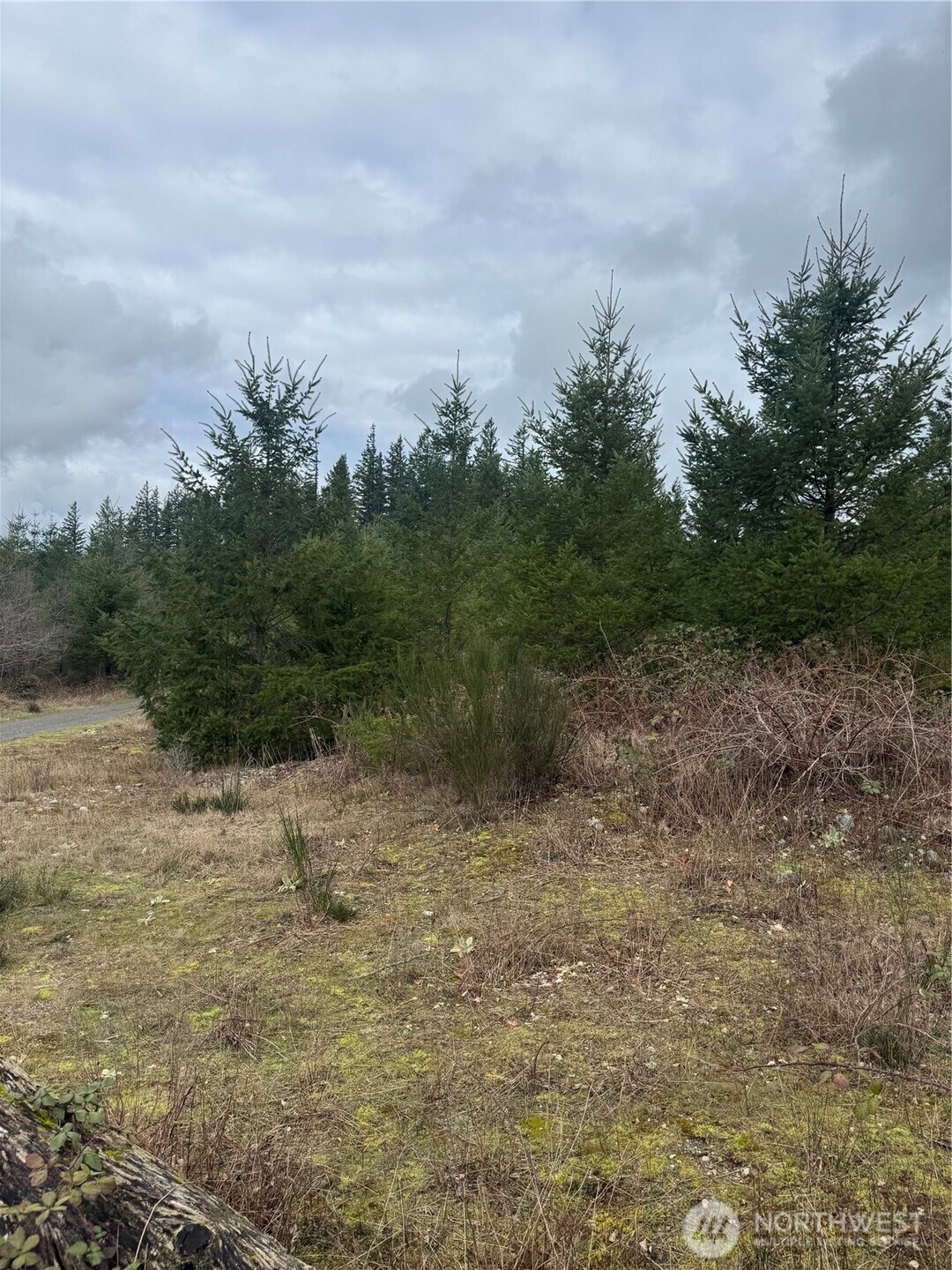 31101 Retreat-Kanaskat Road Ravensdale, WA 98051 - Photo 7 of 8 a view of a dry yard with trees in the background