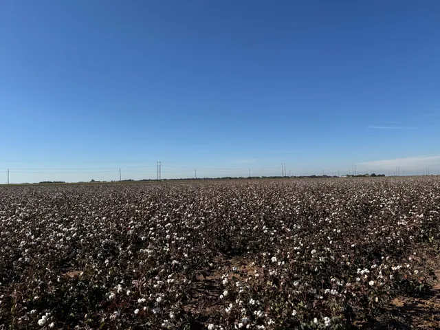 wooden floor with a city view