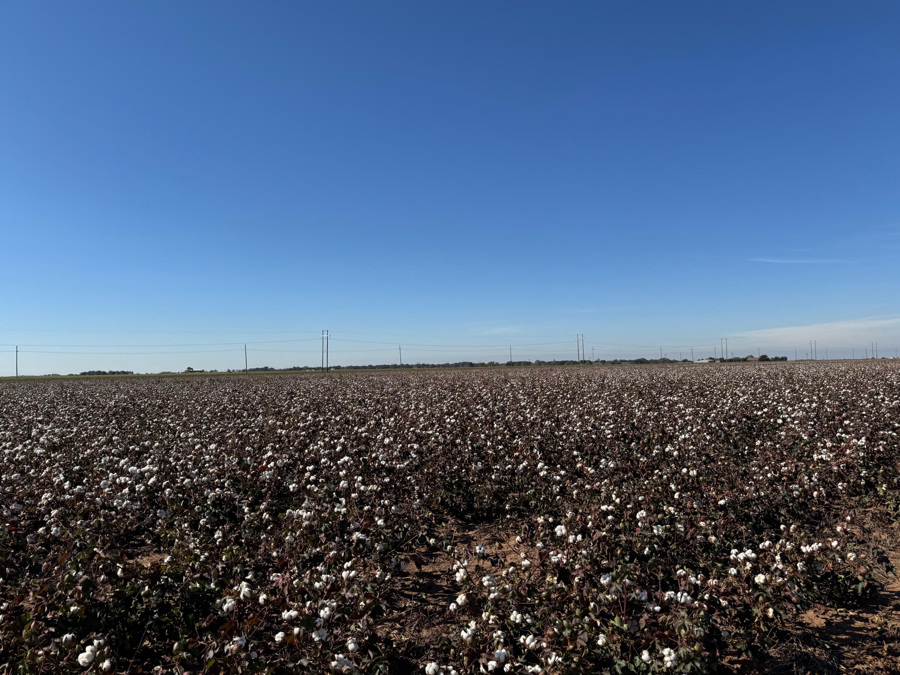 wooden floor with a city view