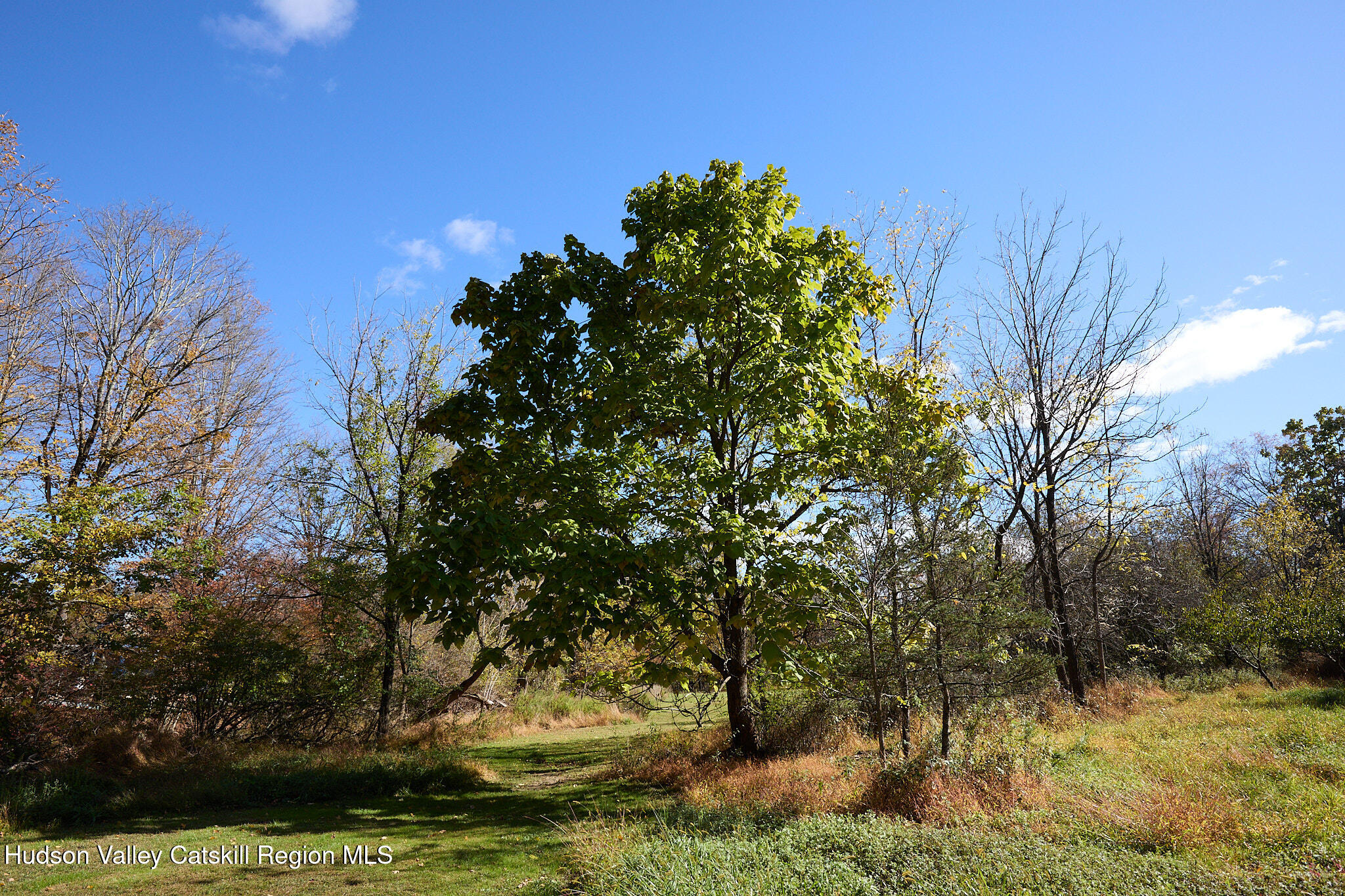 70 Store Road Accord, NY 12404 - Photo 42 of 43 a view of a yard with large trees