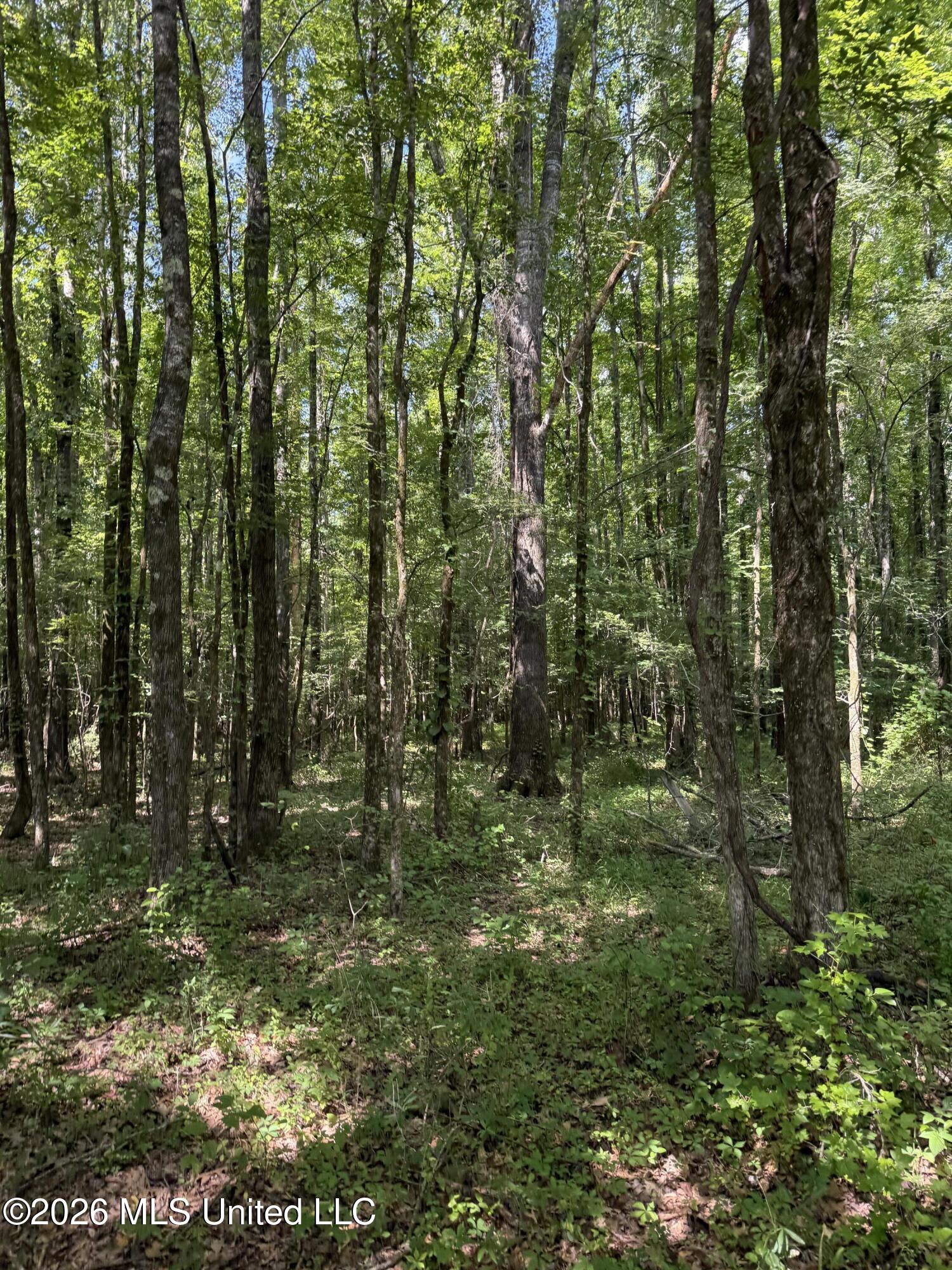 407 Highway Kilmichael Ms 39747 French Camp, MS 39745 - Photo 15 of 26 IMG_6293