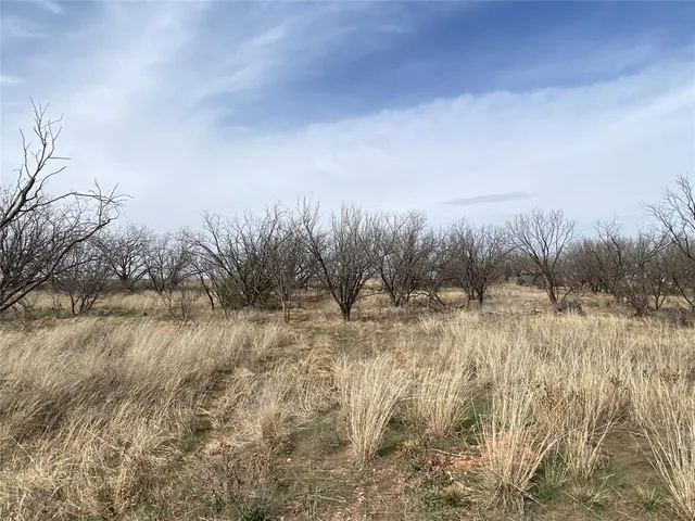 a view of a dry yard covered with trees