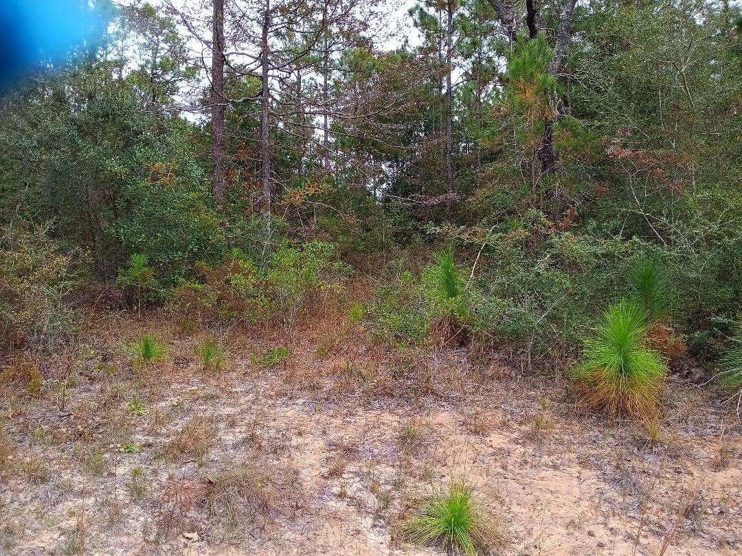 0 Sibley Creek Road Daphne, AL 36527 - Photo 6 of 10 View